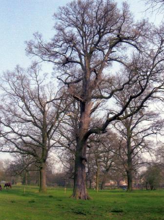 Tree 465 (centre) April 2005