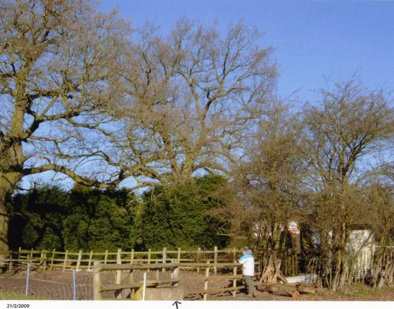 Site 125 The Ridgeway. Ancient Oak Tree 631 with a girth of 3.4m at SK57381253. February 2009