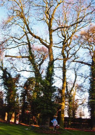 Site 125 The Ridgeway. Ancient Ash Tree 612 (centre) with a girth of 2.3m at SK57601269 standing on an Ancient Temple Boundary. December 2008