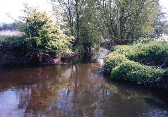 Rothley Brook at the corner of the marsh near to Ancient Tree 58. Was there a bridge over the brook in this area? May 2002