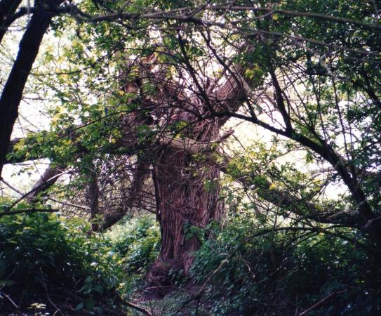 Ancient Willow Tree 58 with a girth of 3.5m. May 2002