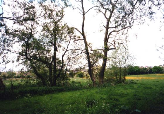 Looking from the marsh field towards Mountsorrel. May 2002