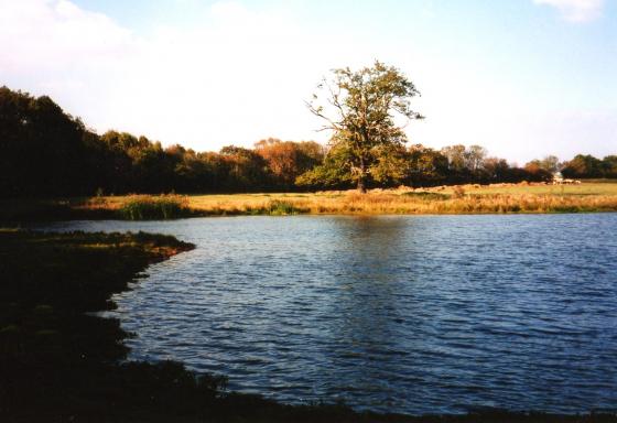 The pond looking to the Rothley boundary with the disused Mineral Line (Site 154) in the background. September 2003