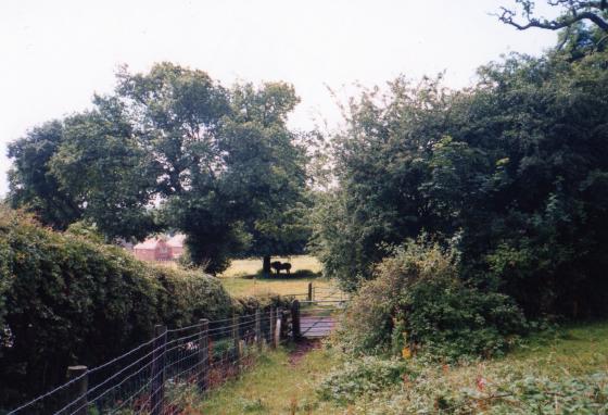 Site 134 Looking to Westfield Lane by The Triangle. Boundary hedge to house on Woodgate at the bottom of Templar Way. July 2002