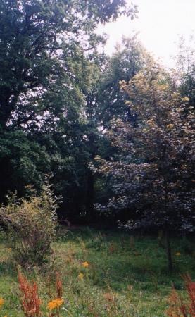 Site 134 Ancient Oak Tree 67, centre back, with a girth of 3.7m at SK578125. July 2002