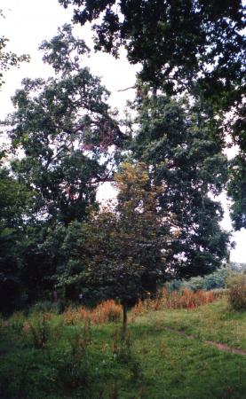 Site 134 Ancient Oak Tree 69, centre back, with a girth of4.7m at SK587125. July 2002