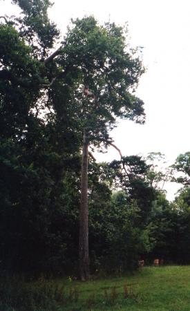 Site 134 Scots Pine with a girth of 2.7m. July 2002