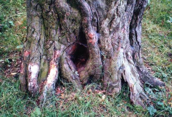 Site 134 The damaged trunk of Tree 71, often associated with horses. July 2002