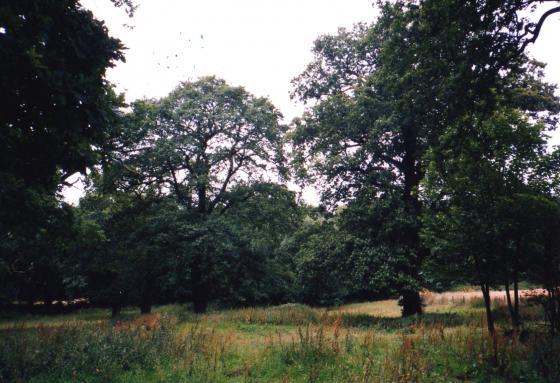 Site 134 Looking to The Ridings with trees 80-87. August 2002