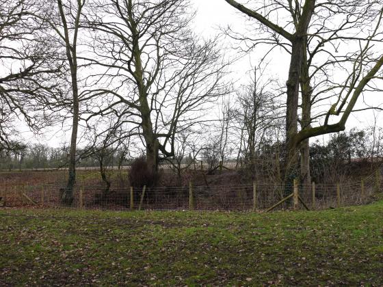 Pond 8 looking from the Westfield Lane boundary. February 2015