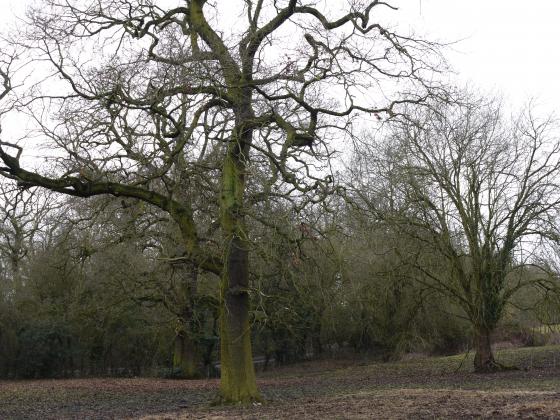 Looking from the Westfield Lane boundary with The Ridings on the left. February 2015