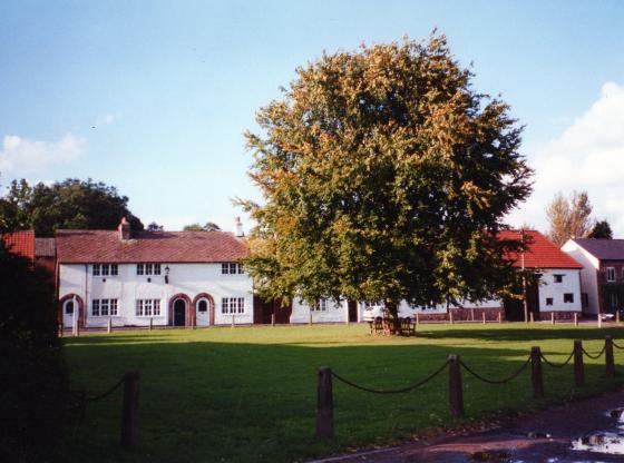 Site 135 The Coronation Beech in October 2001 but no Coronation Stone and Plaque