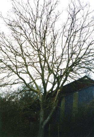 Site 135 Walnut Tree 117 with a girth of 2.0m in a Town Green Street garden. March 2003