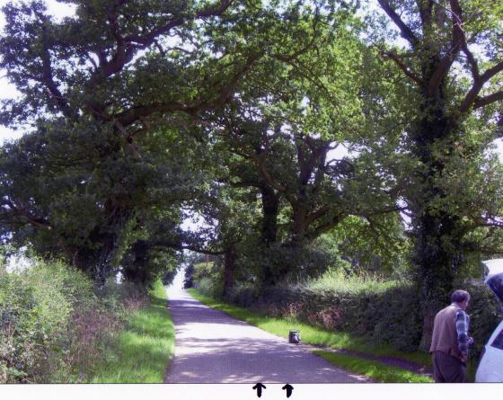 Site 138 Ancient Oak Tree 590 with a girth of 4.6m at SK56741431. July 2007