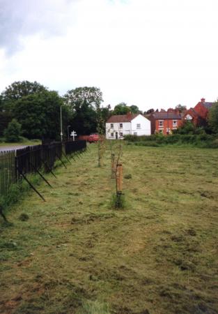 Newly planted trees on the Hallfields Lane boundary. 2001