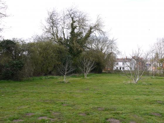 Looking from Rothley Brook to Town Green Street. The Rothley Walnut Trees are looking good and well-established. May 2013