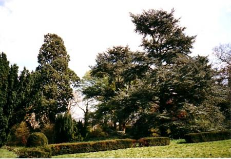 Greatest Wellingtonia is in the grounds of The Grange on the left of the above photo and its girth shown below.