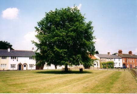 The only recorded Green Beech to date will be ancient one day. This is the Coronation Beech, shown above, on Town Green and therefore of historical value. It was planted in 1953 and has a girth of 1.9 metres.