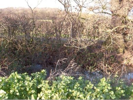 Kinchley Lane Pond 2007