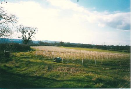 The young trees are growing well in 2006 and a record will be kept of their progress over the coming years.