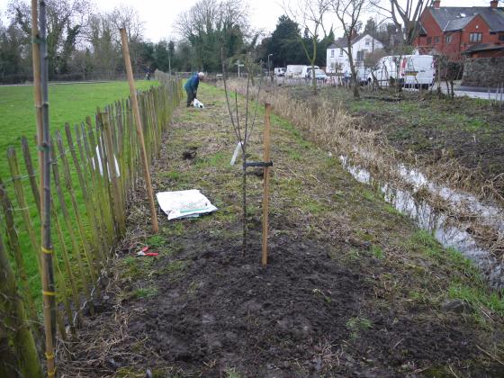 Newly planted 'Annie Elizabeth' January 29th 2014