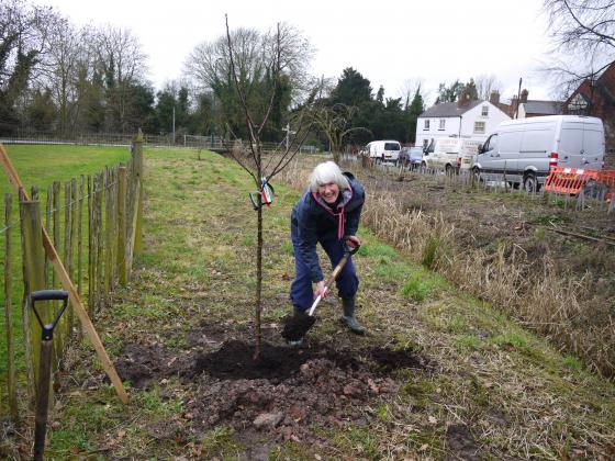 Lynne Atkinson planting Apple 'Arthur Turner February 5th 2014