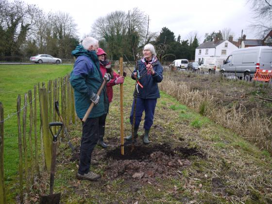 Lynne gives the apple its final position with Anita holding the stake and Steve ready with the hammer. February 5th 2014