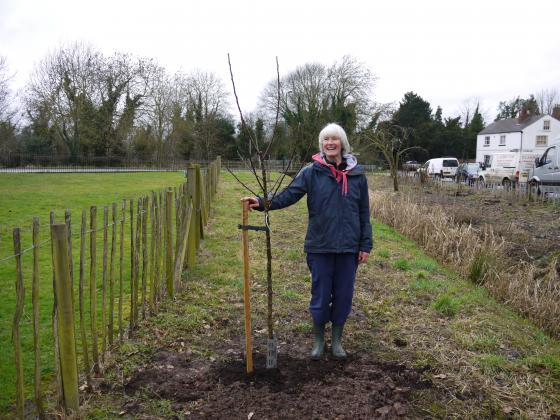 Apple 'Arthur Turner' proudly donated and planted by Lynne Atkinson. February 5th 2014