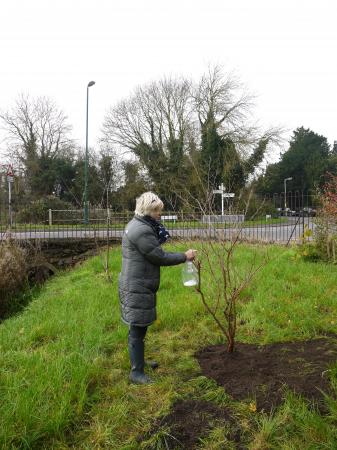 Mulberry donated by a Rothley resident. 21st Nov 2014