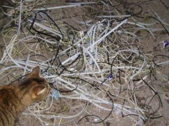 Anita's cat surveys the amount of plastic ties removed in just one day in December 2013