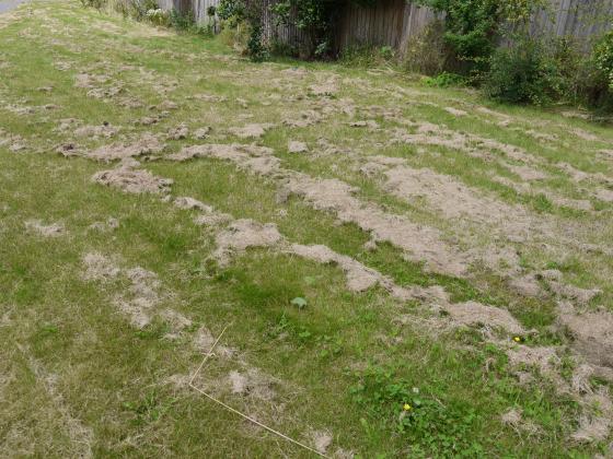 Haven't they heard of a grass-box? 3rd July 2014