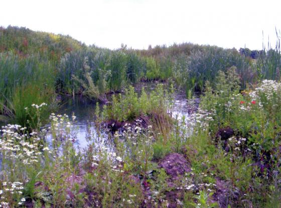 In the area in front of the LPC there were excellent pools of water for birds and wildlife. June 2008