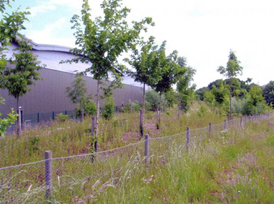 The trees at the back of the building by the footpath in June 2008