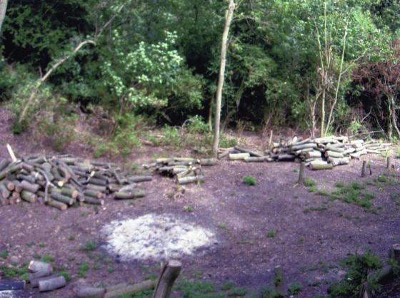 Destruction of trees on the Mineral Line Site 154 for track laying. July 2008