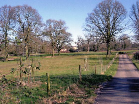 There are major oaks around the farmhouse. March 2006