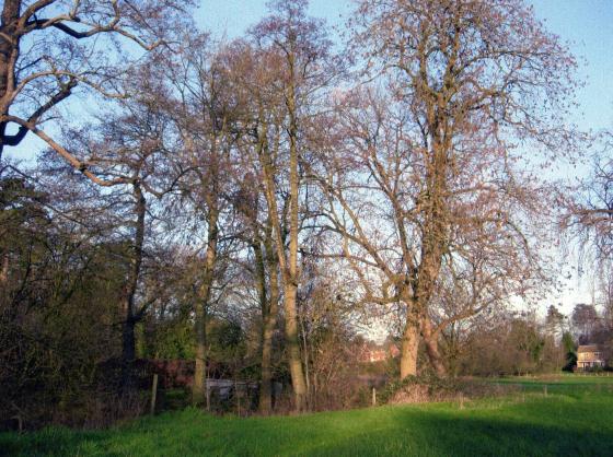 The gardens of the Old Vicarage to the left over Rothley Brook and the 'new' vicarage to the right. January 2007