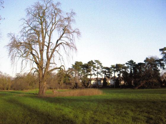 Tree 108 after loosing a major branch. Hallfields Lane to the right. January 2007