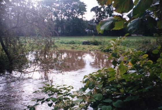 Rothley Brook looking into Priest's Meadow. Japanese Knotweed in the foreground. October 2002