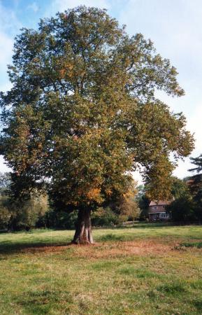 Tree 109 a Lime with a girth of 3.7m. October 2002