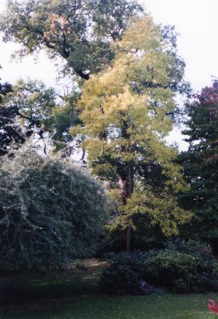 Ancient Oak Tree 114 (at the back) with a girth of 3.0m. October 2002