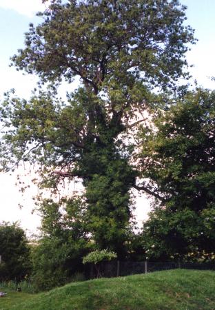 Ancient Ash Tree 147 in the rear paddock of The Willows. Assessed to have a girth of over 3m it was difficult to access as it is growing on the edge of a pond. May 2003