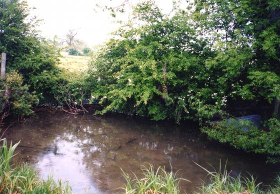 Pond 17 The Willows Pond. Used by mallards and moorhens which stir up the mud. May 2003