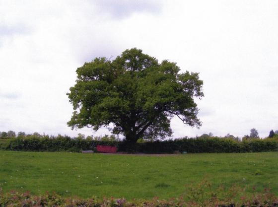 The Ancient Oak Tree 116 from Site 273 Calico and Woollen Field. May 2007