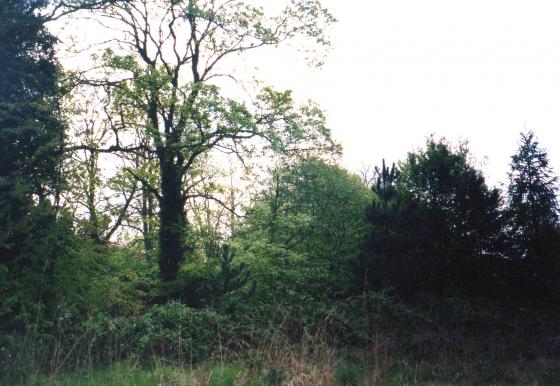 Site 150 Just behind the hedgerow fronting The Ridings is the site of Pond 12. April 2003