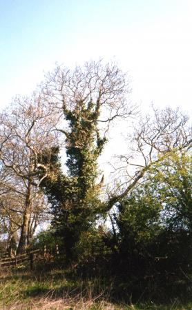 Site 150 Old Walnut Tree 139 with a girth of 3.2m. April 2003