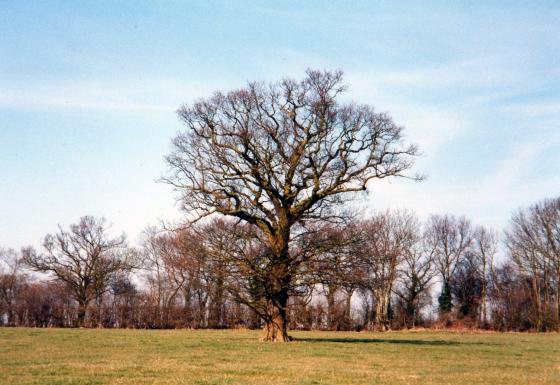 Site 153 Ancient Oak Tree 121 with a girth of 2.9m. Site 154 Mineral Line to the rear. March 2003