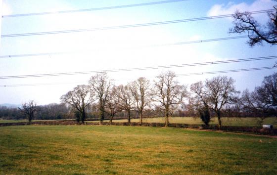 Site 153 Hedgerow Boundary Trees left to right 123-133. April 2003