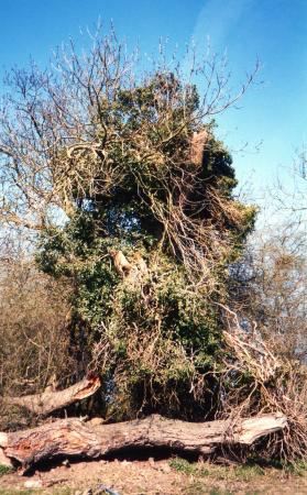 Site 154 Ancient Ash Tree 134 with a girth of 3.7m. March 2003