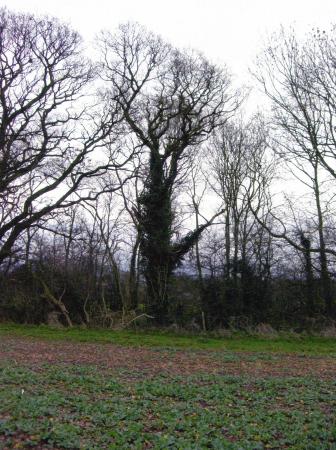 Site 154 Oak Tree 567 in the centre with a girth of 2.2m on the Mineral Line boundary adjacent to Site 234 Cornfield 2. January 2007