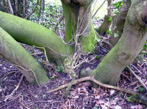 Site 154 Inside the Mineral Line with typical Ash Tree structure. January 2007